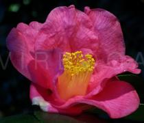 Camellia x williamsii - Flower - Click to enlarge!